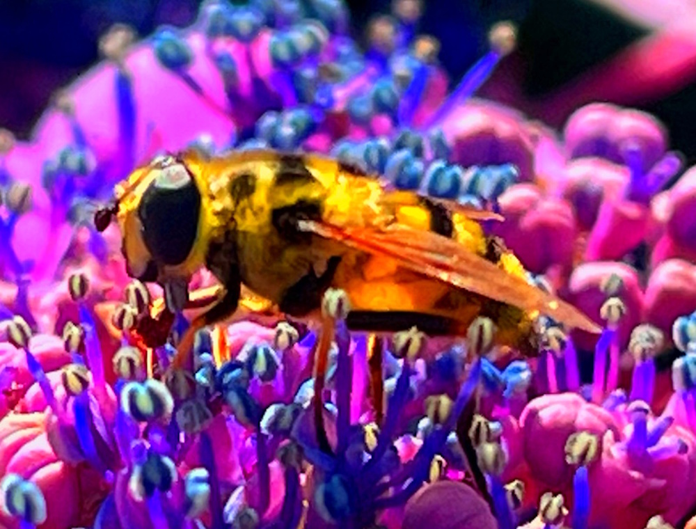 hover fly on pink hydrangea