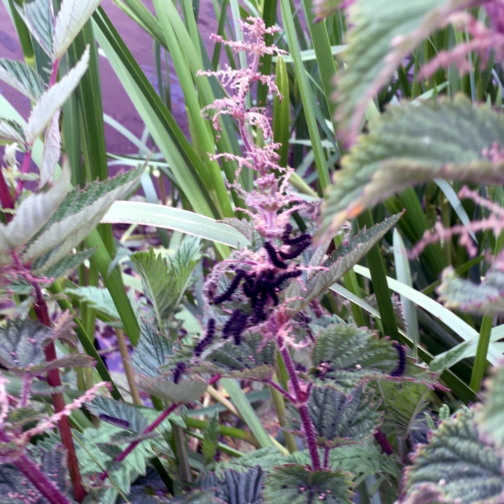 Caterpillars on a nettle leaf