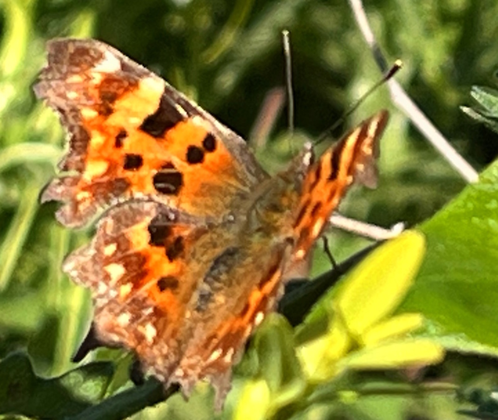 Close up of a comma butterfly