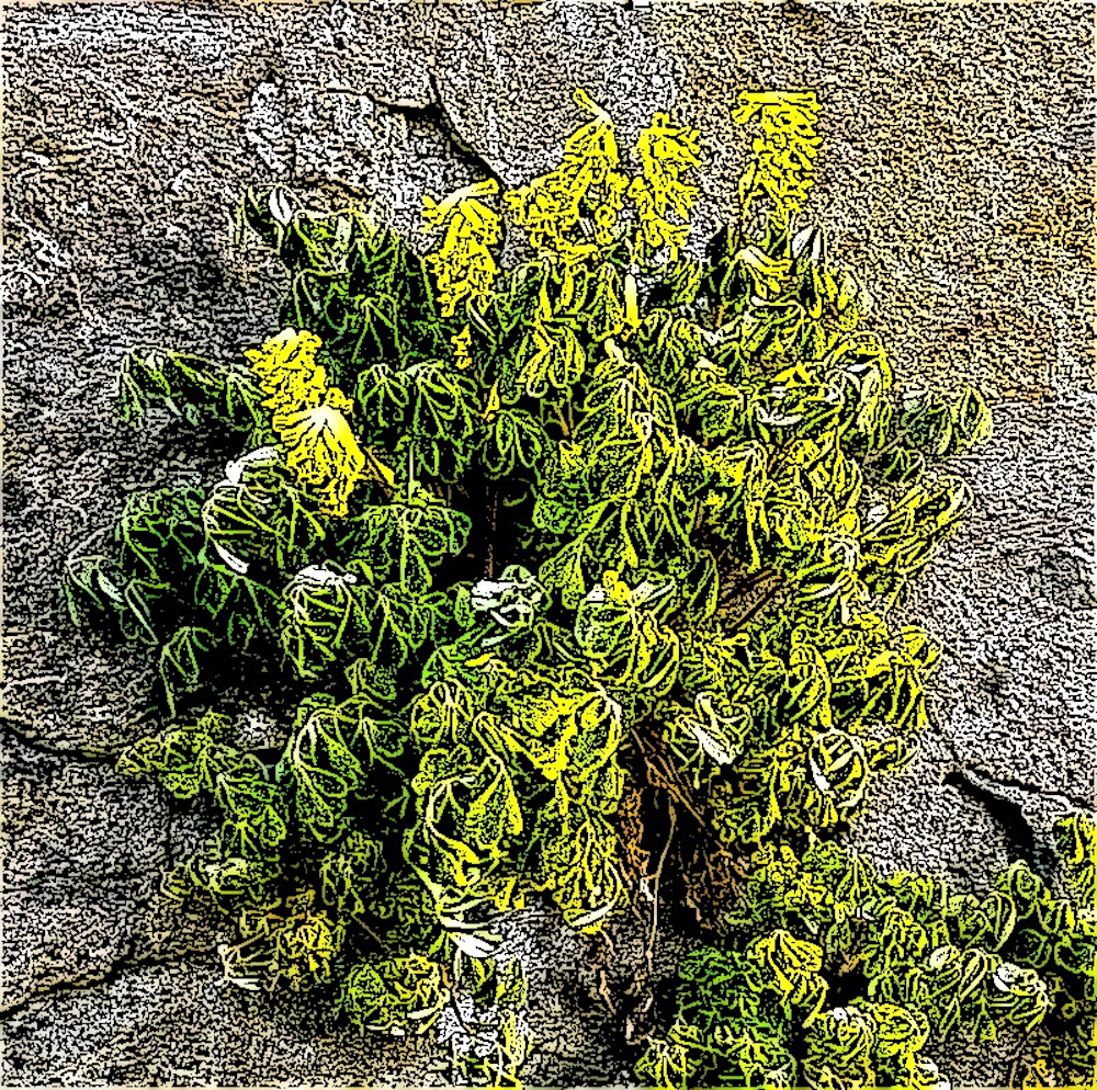Corydalis growing on a wall