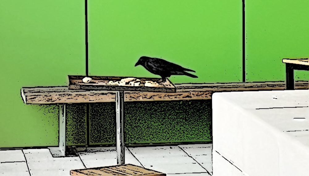 Crow feeding on a birdtable