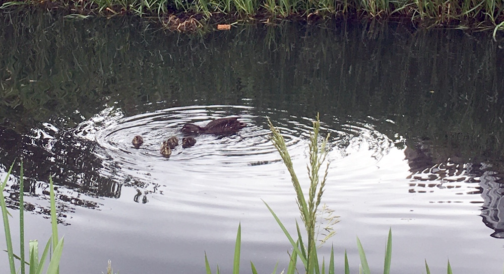 Ducklings and their mother on the Union canal