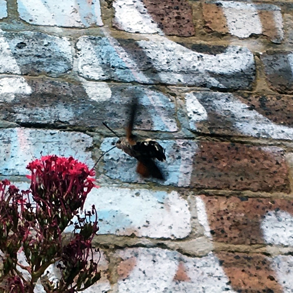 A hawkmoth feeding on a valerian plant