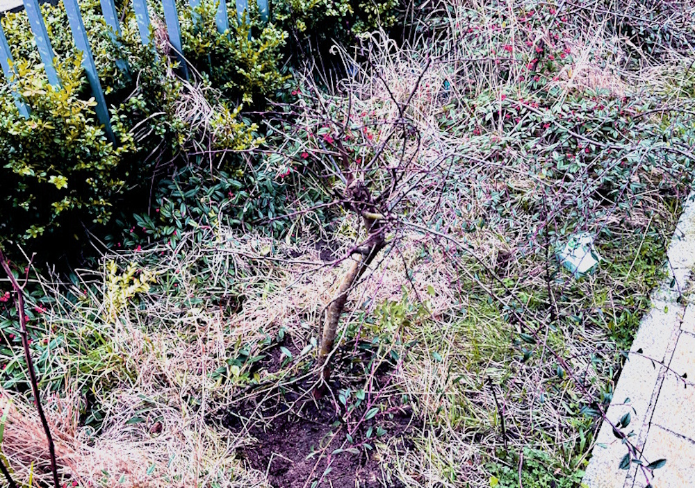 Planted Hawthorn tree