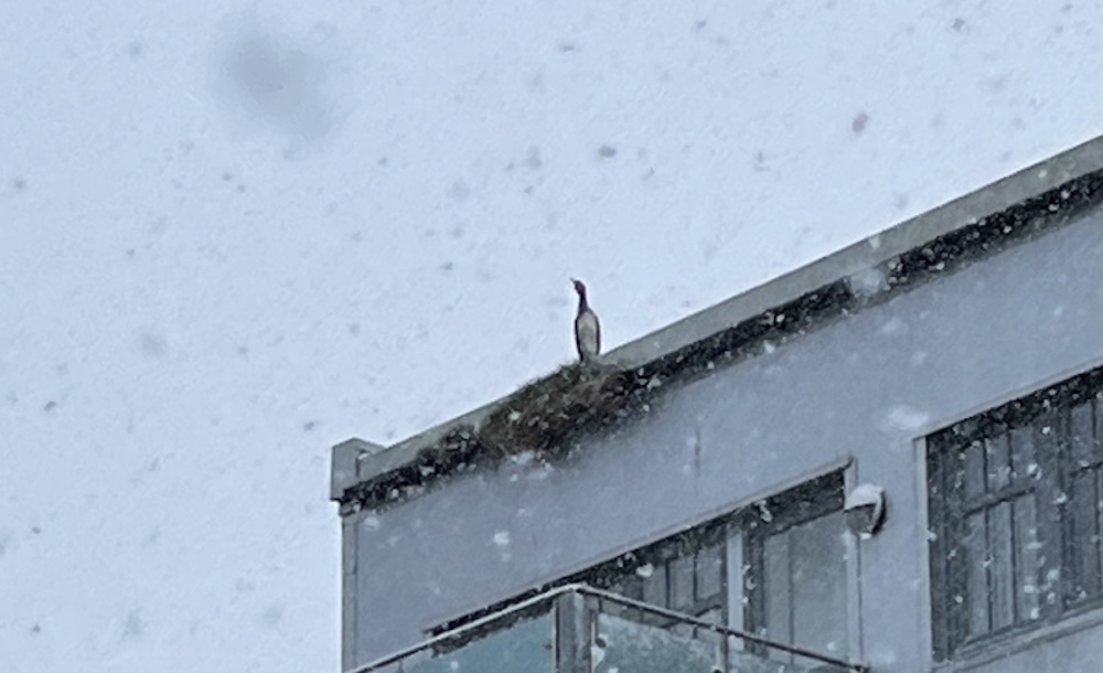 A shag on a roof 