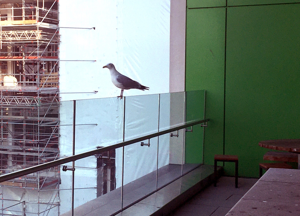 A seagull perching on the rail by the raised bed on the balcony of Boroughmuir High School