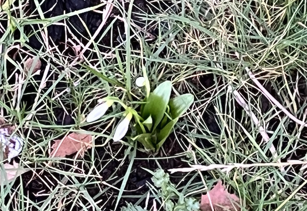 Snowdrops in grass 