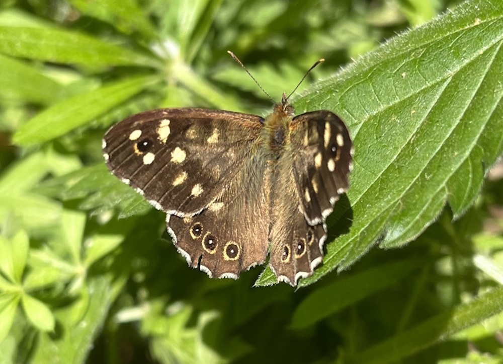Speckled wood butterfly on a leaf