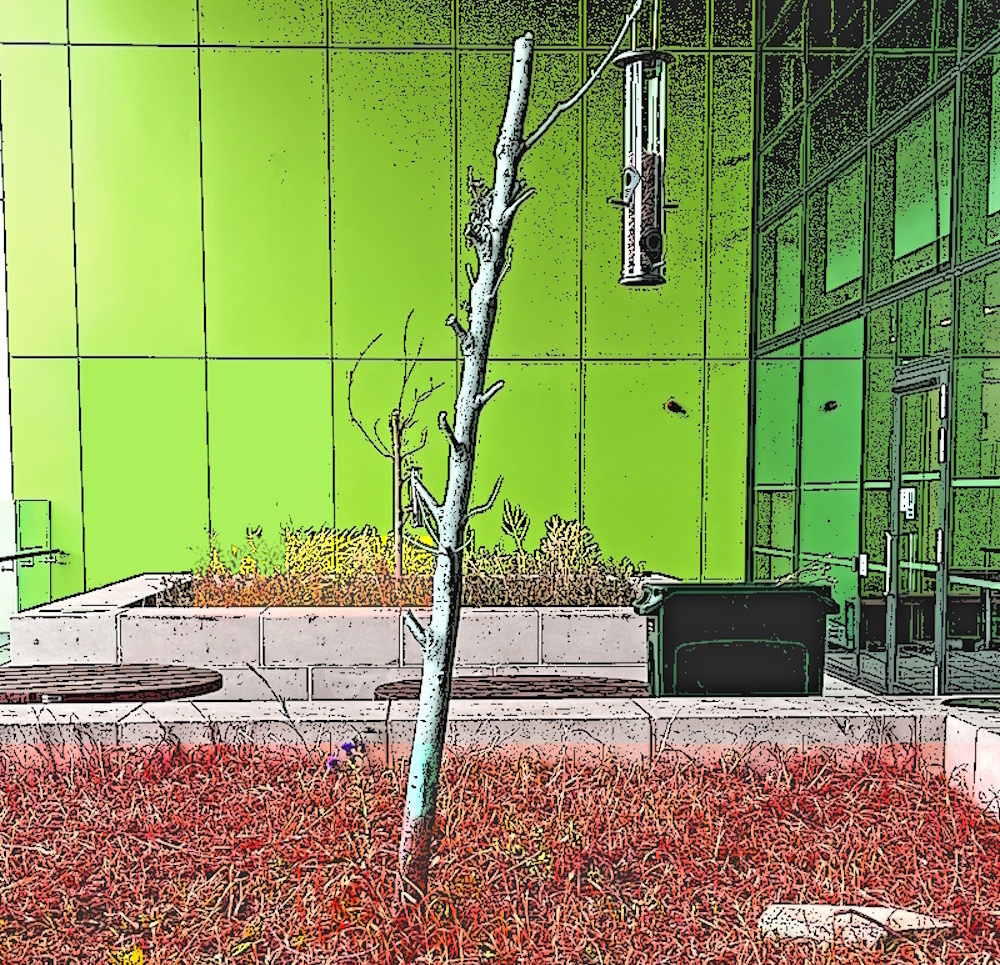 Dead tree painted silver in sundeck