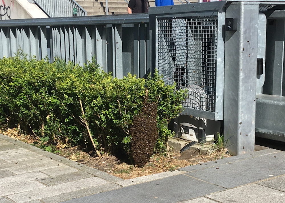 A swarm of bees on a box hedge